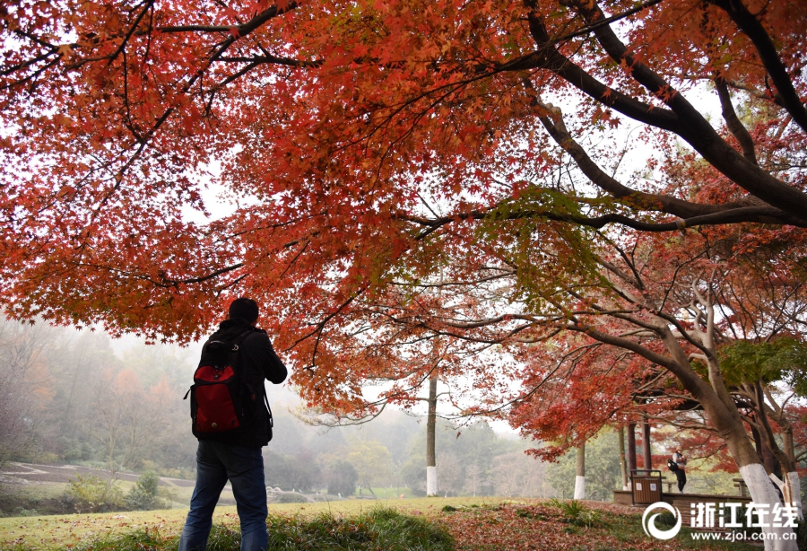 中式奶茶“甜”到柬埔寨