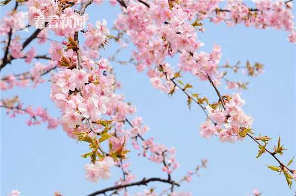 吃無花果有哪些好處，孕婦可以吃無花果嗎？科學講解