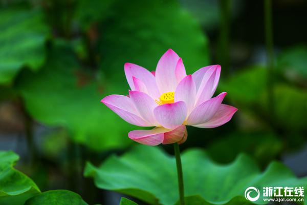 TA談伊薩克創(chuàng)紀(jì)錄轉(zhuǎn)會(huì)利物浦:英超BIG6的地位仍然不可撼動(dòng)