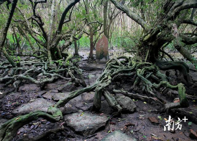 愛吃辣有福了！辣椒素能抑制幽門螺桿菌？這篇新研究，究竟說了啥